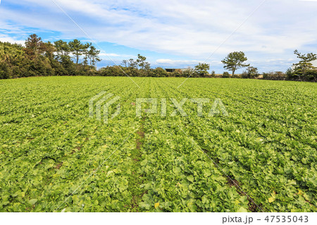 西帰浦市 済州島 野菜 47535043