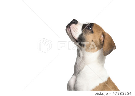 Portrait of an american bulldog puppy looking up Portrait of an american bulldog puppy looking up 47535254