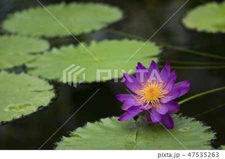 Purple water lily in a pond with green leaves Purple water lily in a pond with green leaves 47535263