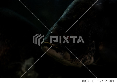 アカメ(魚) アカメ(魚) 47535384