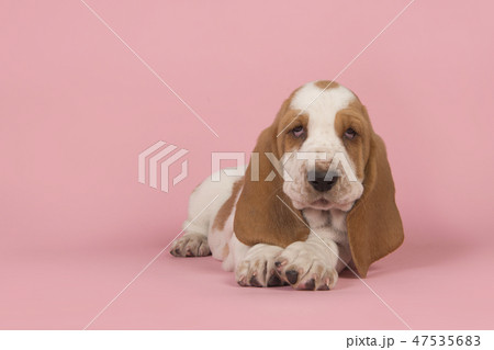 Cute basset hound puppy lying down  47535683