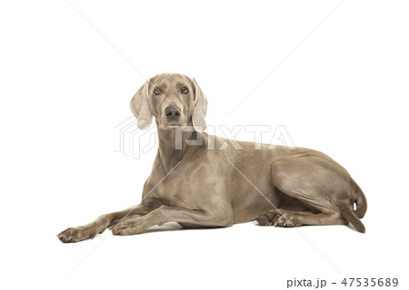 Weimaraner dog lying down Weimaraner dog lying down 47535689