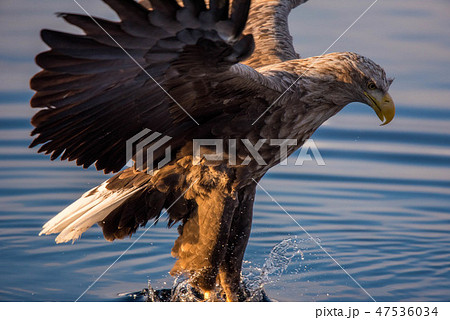 知床 冬 知床 冬 47536034