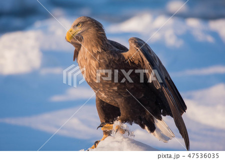 知床　王者の風格 47536035