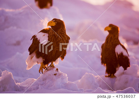 知床　冬 47536037