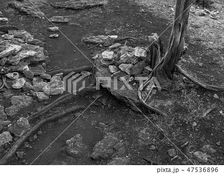 Tree trunk roots and stones in black and white Tree trunk roots and stones in black and white 47536896