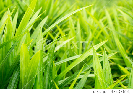 Water on pandan leaves Water on pandan leaves 47537616