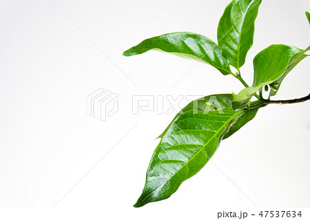 Ervatamia  leaf 47537634