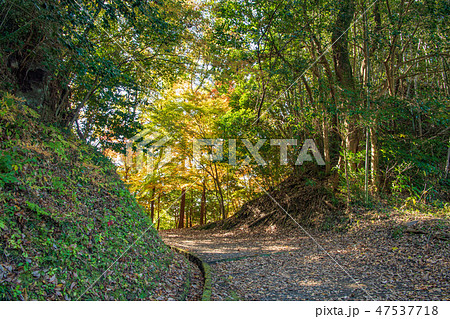 秋の岡城址【大分県】 47537718