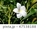 White flower surrounded by bright green leaves. 47538188