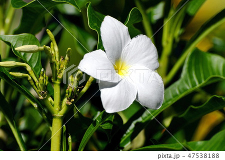 White flower surrounded by bright green leaves. White flower surrounded by bright green leaves. 47538188