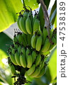 Bananas are abundant in the tropics. 47538189