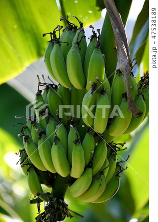Bananas are abundant in the tropics. 47538189