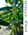 Banana Cylindrical Plants can benefit all parts. 47538190