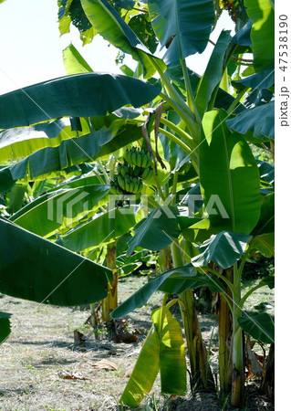 Banana Cylindrical Plants can benefit all parts. Banana Cylindrical Plants can benefit all parts. 47538190