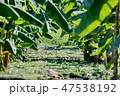 The lush green banana garden. 47538192
