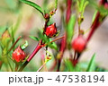 Bright buds growing. 47538194
