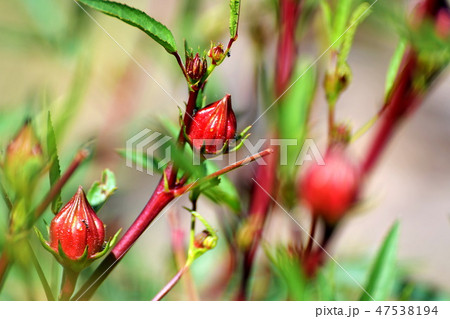 Bright buds growing. Bright buds growing. 47538194