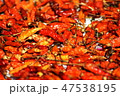 Red chillies dried in sunlight. 47538195