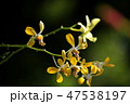Yellow orchid with blured background. 47538197