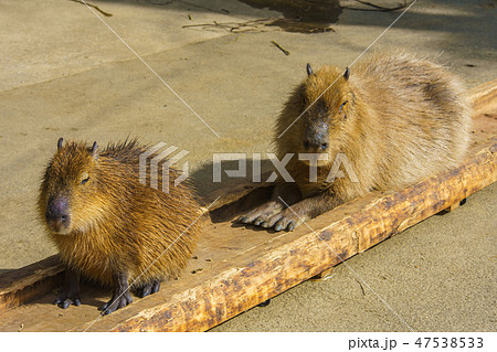 カピバラ 【動物】 カピバラ 【動物】 47538533