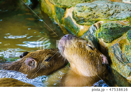 カピバラ露天風呂　【動物】 47538616