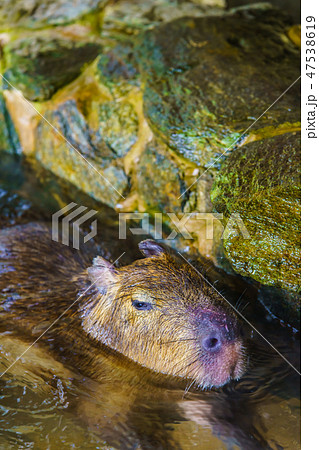 カピバラ露天風呂 【動物】 カピバラ露天風呂 【動物】 47538619