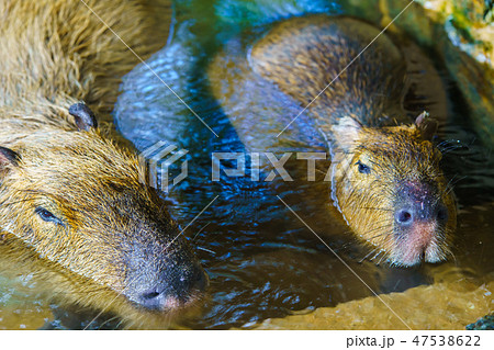 カピバラ露天風呂　【動物】 47538622