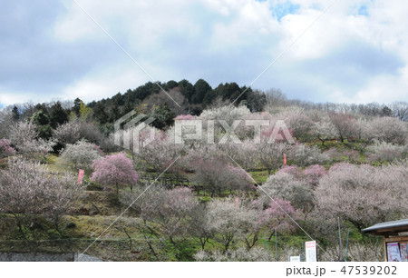 梅の里公園の梅林 梅の里公園の梅林 47539202