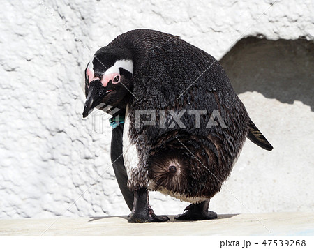 振り返るケープペンギン 上野動物園 フンボルトペンギン属 ペンギンの写真素材