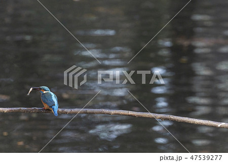 Common Kingfisher in Tokyo 47539277