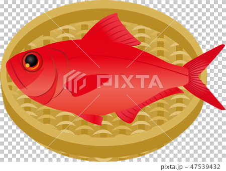 金目鯛 插圖素材 圖庫