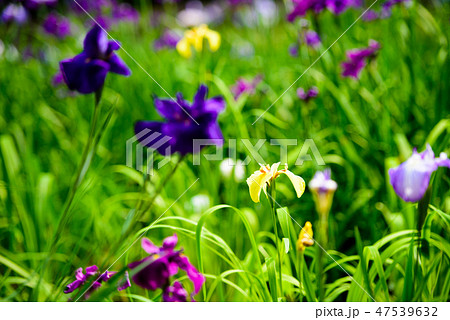初夏の香り花しょうぶ【福岡県】 初夏の香り花しょうぶ【福岡県】 47539632