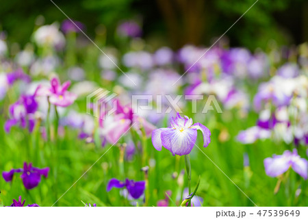 初夏の香り花しょうぶ【福岡県】 47539649