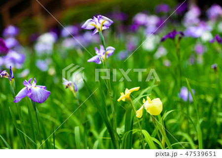 初夏の香り花しょうぶ【福岡県】 初夏の香り花しょうぶ【福岡県】 47539651