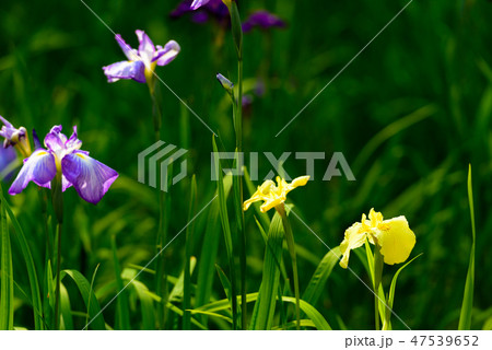 初夏の香り花しょうぶ【福岡県】 47539652