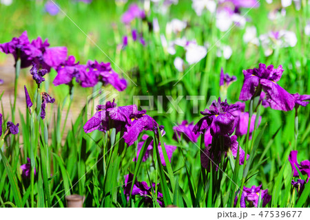 初夏の香り花しょうぶ【福岡県】 47539677