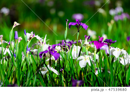 初夏の香り花しょうぶ【福岡県】 初夏の香り花しょうぶ【福岡県】 47539680