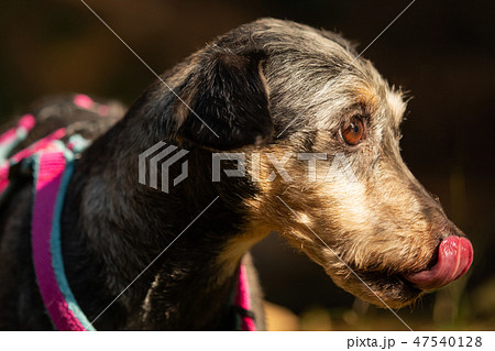 A little terrier mixed breed with short hair 47540128