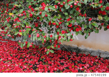 矢掛　圀勝寺の落ちツバキ 47540199
