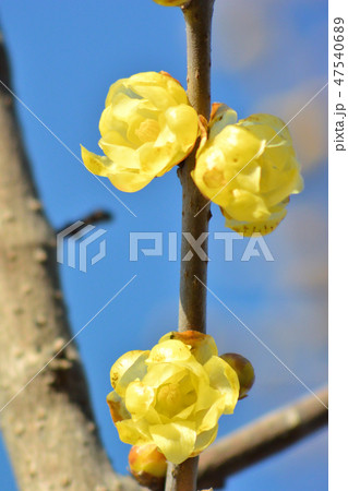 蝋梅　蝋梅、蠟梅、臘梅、唐梅〔カラウメ 47540689