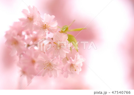 桜 桜 47540766