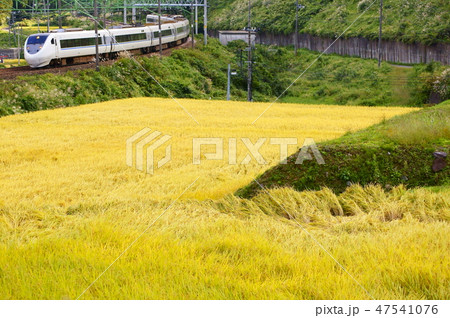 稲穂の絨毯とHakutaka WHITE WING　特急はくたか　 47541076