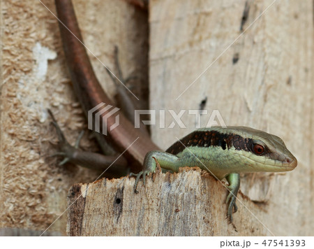 A skink be arrogant A skink be arrogant 47541393