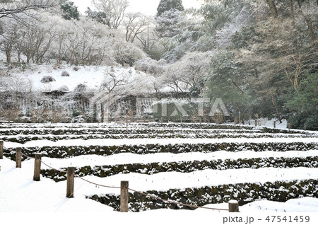 金沢市　卯辰山花菖蒲園 47541459