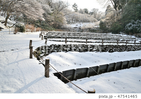 金沢市 卯辰山花菖蒲園 金沢市 卯辰山花菖蒲園 47541465