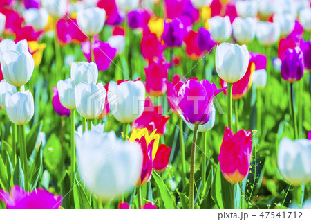 チューリップ 47541712