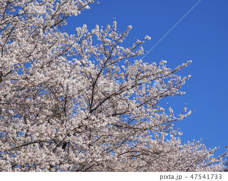 青葉の森公園の満開の桜 青葉の森公園の満開の桜 47541733