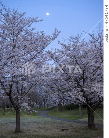 夕方の青葉の森公園で、桜の木とお月様のコラボ 47541734
