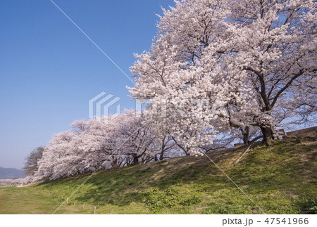京都の桜　背割堤の桜　京都桜の名所　背割堤さくらまつり 47541966